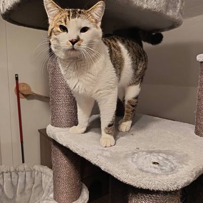Drei zutrauliche Katzen Honey, Teddy und Koda suchen Zuhause