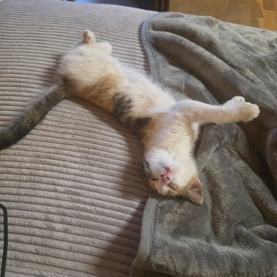 Katzen Rosi und Ida suchen gemeinsam ein Zuhause