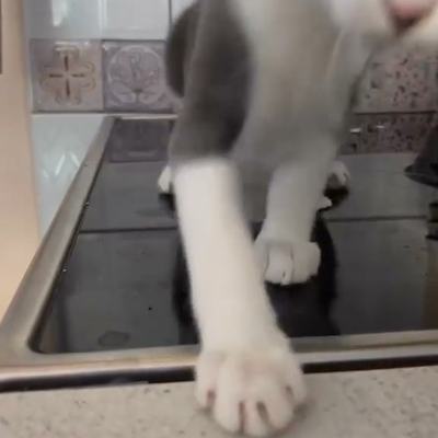 Katzen auf Kreta mit perfektem Sprung und fliegenfang