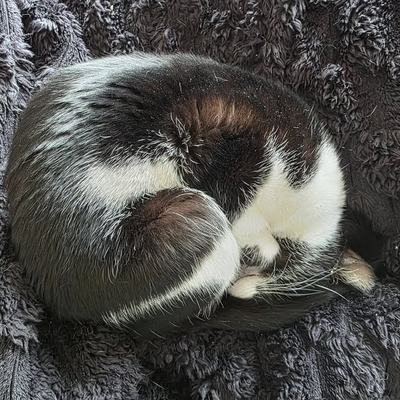 Katzenpaar Rio & Serapis sucht gemeinsames Zuhause