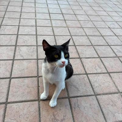 Katze Molly sucht Zuhause paarweise oder zu gleichaltriger Katze