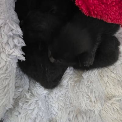 Fünf junge Katzenwelpen entwickeln sich prächtig