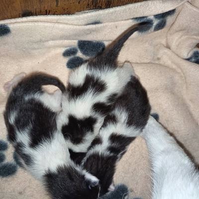 Katze Elinor mit ihren Kindern Tick, Trick und Track