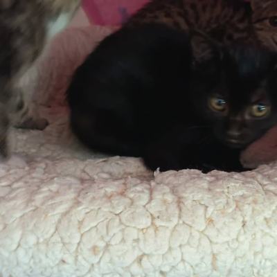Katzen Kali und Bellatrix suchen gemeinsames Zuhause