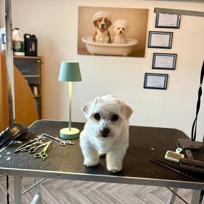 Hundesalon und mobiles Hundetraining in Haiming
