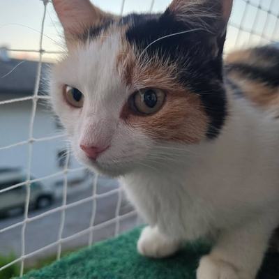 Fundkatze Erna als Einzelprinzessin sucht Besitzer
