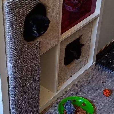 Katzen Kali und Bellatrix suchen gemeinsames Zuhause