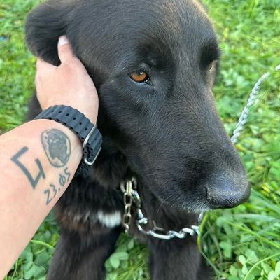 Hund „Großer“ sicher gerettet und auf dem Weg zu Sarah