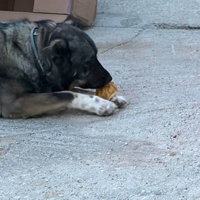 Unterstützung für Sarah und ihre Tiere auf Kreta