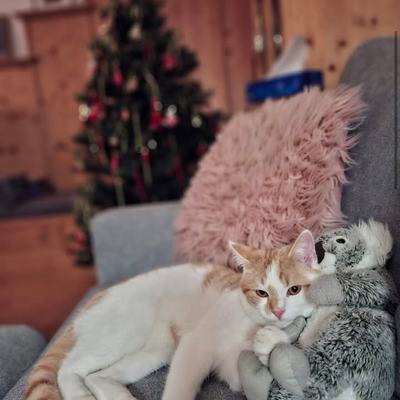 Kater Fluffi sucht Zuhause mit geduldiger Pflege