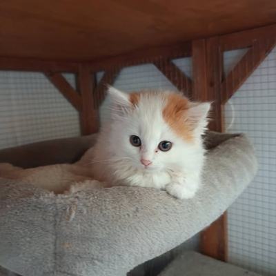 Katze Amy einzeln, Katzen Meg und Jo nur paarweise Vermittlung
