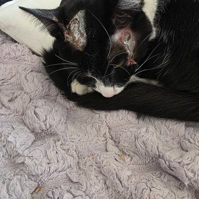 Katze Rio auf Genesung – späteres Zuhause gesucht
