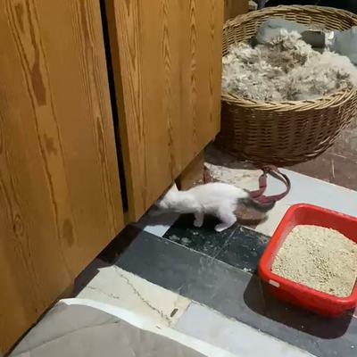 Zwei Katzen spielen zusammen mit Schrank und Spielzeug