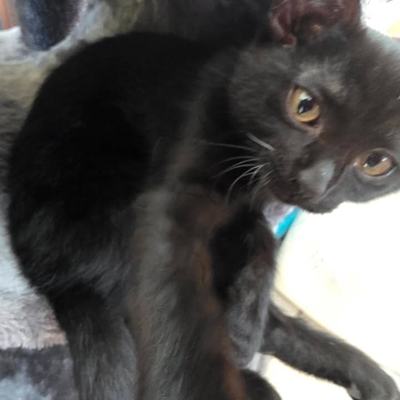Schwarze Katzenzwillinge Hanni und Nanni nur zusammen abzugeben