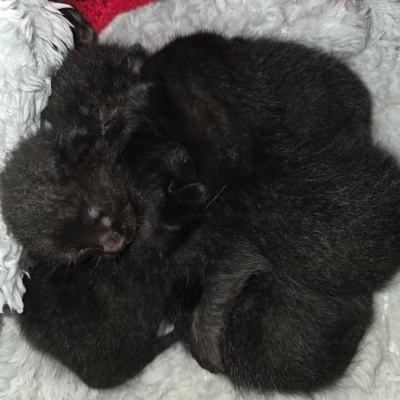 Fünf junge Katzenwelpen entwickeln sich prächtig