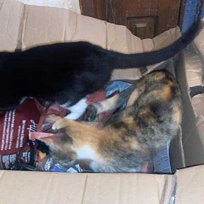Spenden für Hunde und Katzen auf Kreta angekommen