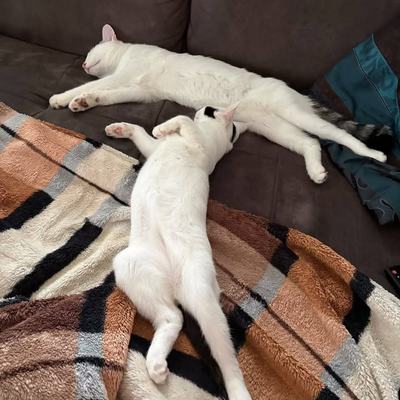 Katze Flint nach erfolgreicher Vermittlung glücklich integriert