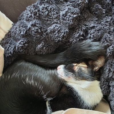 Kater Rio lebt entspannt als verschmuster Sofa-Chef