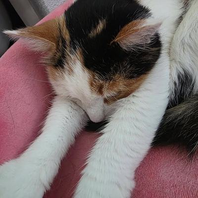Katze Erna sucht Einzelplatz mit Freigang in verkehrsberuhigter Lage