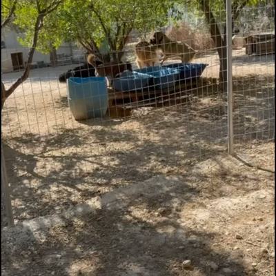Hunde und Katzen suchen Zuhause und Patenschaft