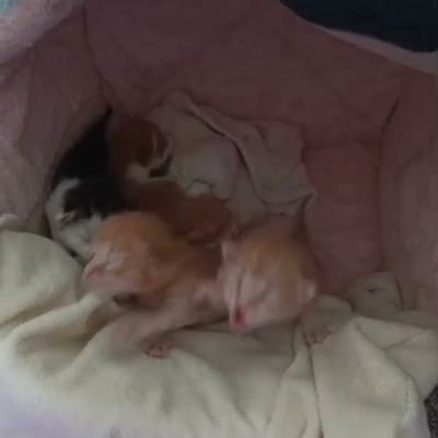 Kitten mit großem Hunger bei Pflegestelle