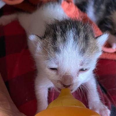 Babys der Tierschutz Kreta in Lebensfreude