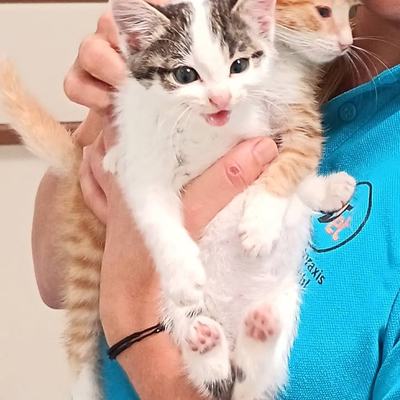 Katzenpaar Milo und Freya sucht gemeinsames Zuhause