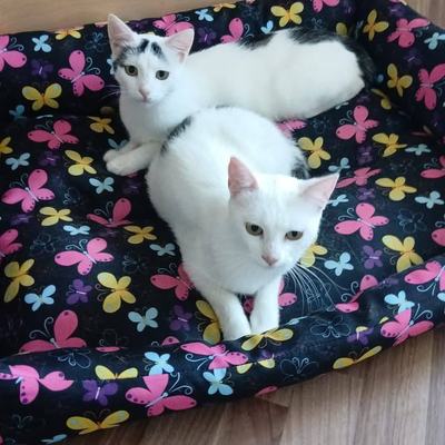 Katze Yuki & Sora suchen gemeinsam ein Zuhause