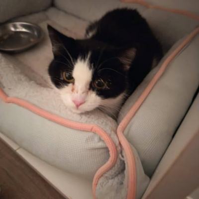 Spendenaufruf für Katze Franzi zur lebensrettenden Therapie