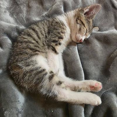 Katzen Rosi und Ida suchen gemeinsam ein Zuhause