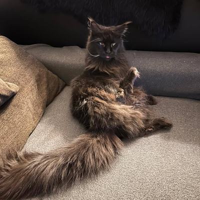 Maine-Coon-Katzen Amy & Daisy – Vermittlung aus Wattens