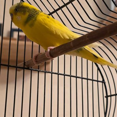 Wellensittich-Paar sucht gemeinsames Zuhause für Lebensabend
