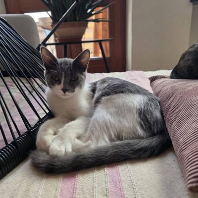 Katze Hazel sucht Zuhause zu gleichaltriger Zweitkatze