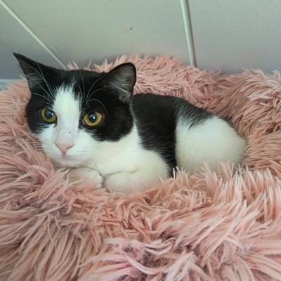 Katzen Franzi und Nero gemeinsam vermittlungsbereit