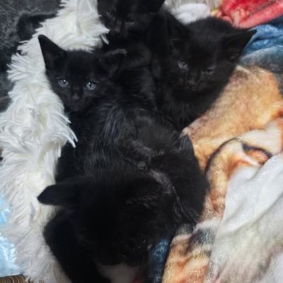 Mini-Panther Katzenkinder in Kolsass noch nicht zur Vermittlung