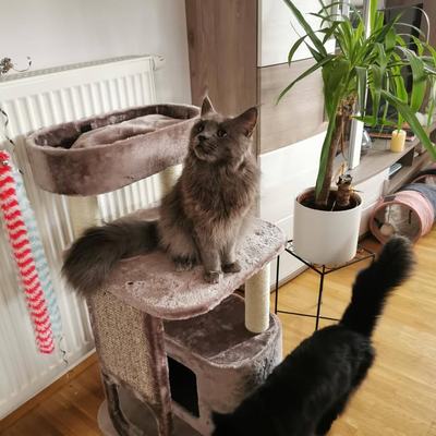 Maine-Coon-Katzen Amy & Daisy – Vermittlung aus Wattens