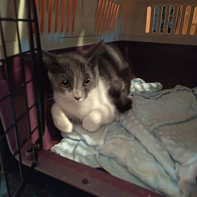 Katze Hazel sucht Zuhause zu gleichaltriger Zweitkatze