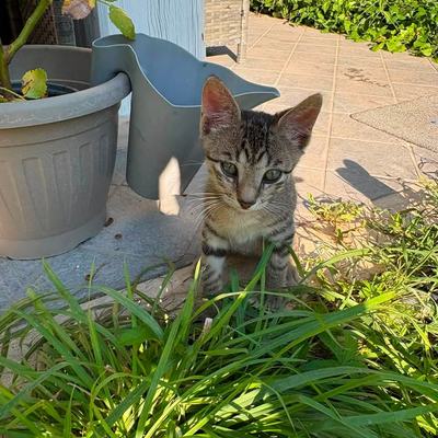 Kater Rango sucht ein Zuhause – Einzeladoption nicht erwünscht