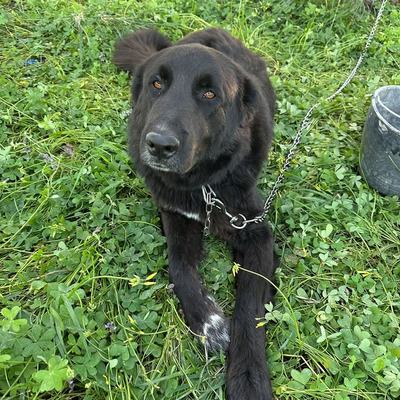 Hund „Großer“ sicher gerettet und auf dem Weg zu Sarah