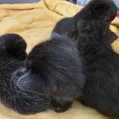 Kätzchen-Fünferpack mit starker Stimme im Tierschutz