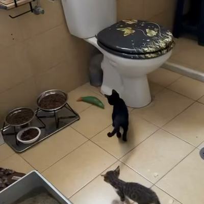Schwarze Babykätzchen und Katzen suchen Zuhause auf Kreta