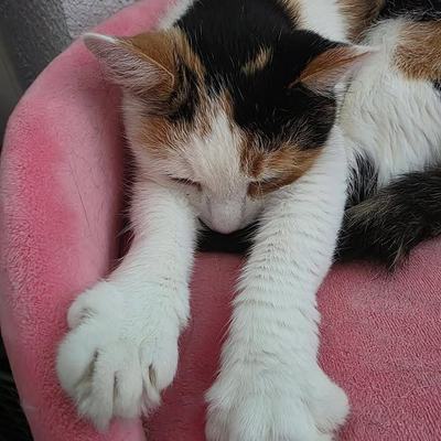 Katze Erna sucht Einzelplatz mit Freigang in verkehrsberuhigter Lage