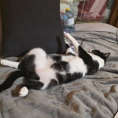 Katze Rio kämpft tapfer bei lebensrettender Behandlung