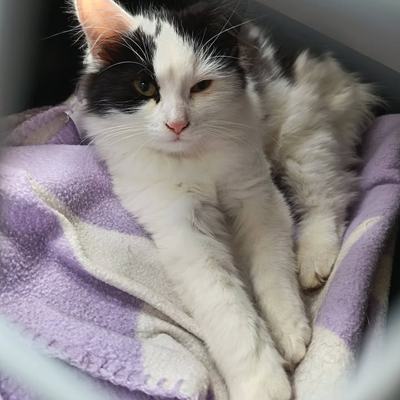 Kater Romeo sucht Zuhause als Zweitkatze