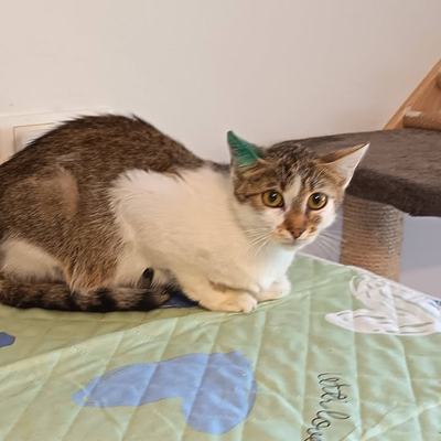 Katze Kitty mit Babys, paarweise oder zu gleichaltriger Katze