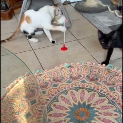 Katzen und Kitten auf Kreta freuen sich über Spielsachen