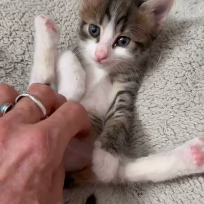 Kätzchen von Live-Love-Rescue auf Kreta sucht Zuhause