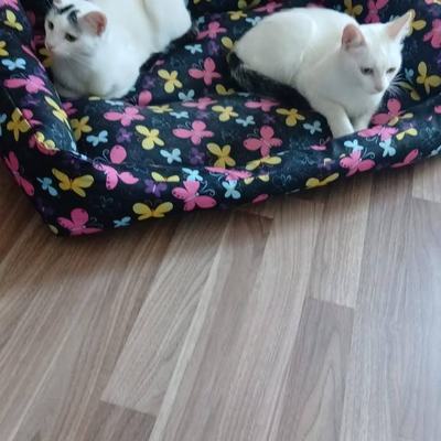 Katze Yuki & Sora suchen gemeinsam ein Zuhause