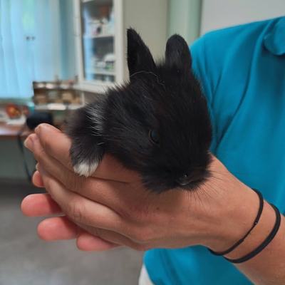 Kaninchenbabys Vermittlung durch Tierschutz Libelle