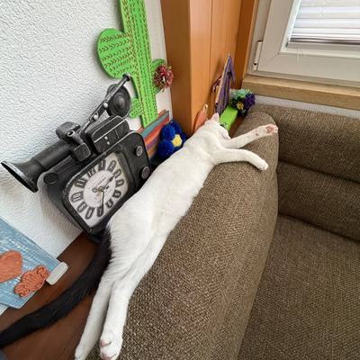 Katze Flint nach erfolgreicher Vermittlung glücklich integriert